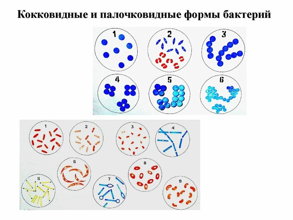 Шаровидные, палочковидные, извитые и нитчатые формы бактерий.. Палочковидные формы микроорганизмов микробиология. Морфология бактерий шаровидные формы бактерий. Формы бактерий (кокковидные, палочковидные, извитые).. 6 групп бактерий