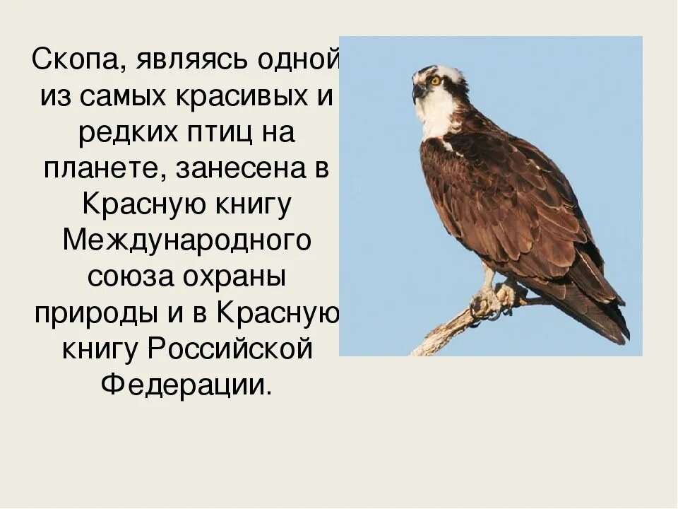 Скопа красная книга. Скопа – Pandion haliaetus (Linnaeus, 1758). Краснокнижная Скопа. Скопа птица красная книга. Скопа птица описание.