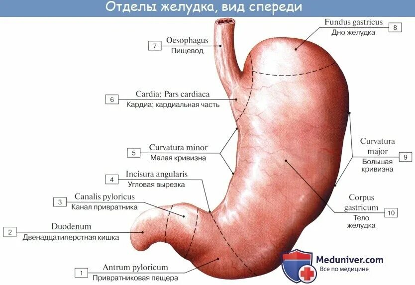 Какие отделы имеет желудок. Отделы желудка топографическая анатомия. Желудок топография строение. Топография и строение стенки желудка. Парс Кардиака.