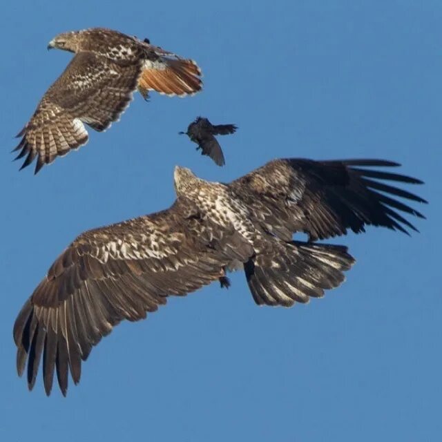 Hawk eagle. Red-tailed hawk. хищные птицы герои. red tailed hawk and crow. red tailed hawk and raven size comparison.