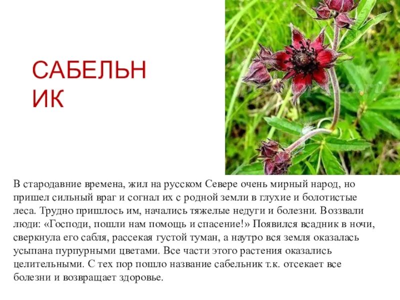 Легенды о растениях и животных. Легенды о растениях 2 класс. легенда о цветке 2 класс окружающий мир. легенда о растении 2 класс окружающий мир. легенда о растении 2 класс окружающий.