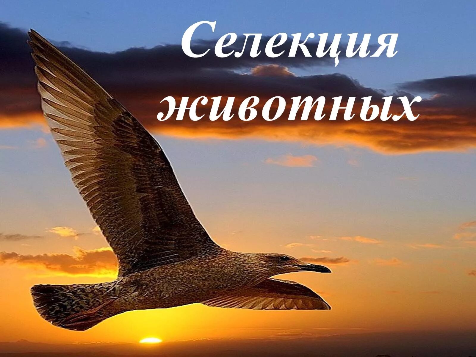 1 селекция животных. Селекция животных. селекция животных картинки. селекция животных картинки для презентации. отбор животных.