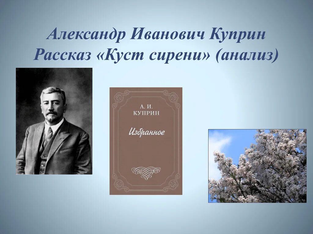 В чем суть рассказа куст сирени. Куст сирени Куприна. Куст сирени Куприн книга. Куст сирени Куприн иллюстрации.