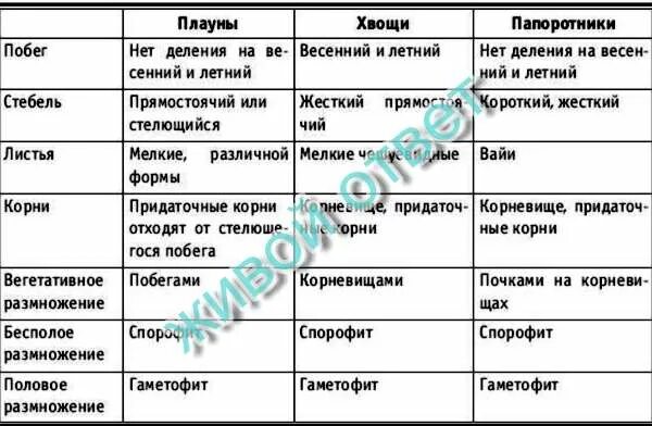 Таблица плауны хвощи папоротники 7 класс биология