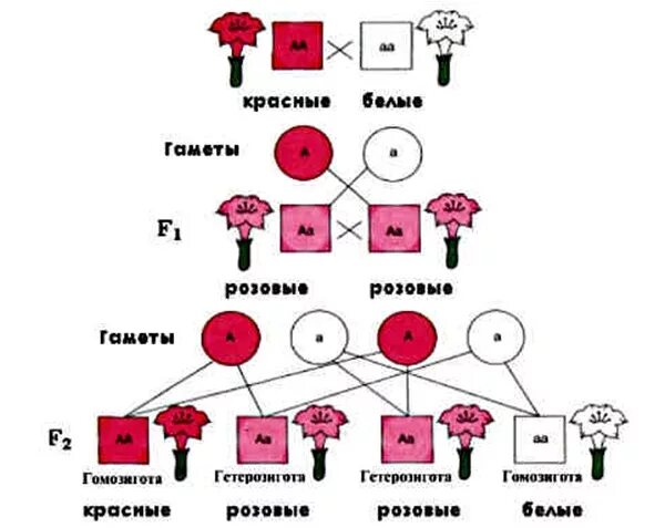 Полное доминирование aa aa. Схема наследования признаков при неполном доминировании. Наследование признаков у ночной красавицы. Генетические схемы неполного доминирования. Скрещивание растений схема.