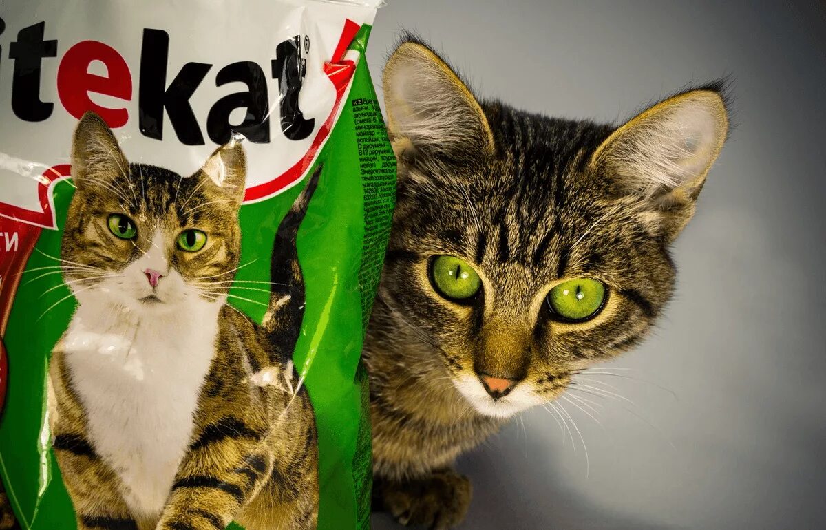 Реклама кошачьего