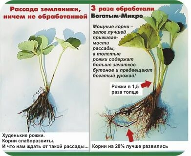 Какие усы клубники