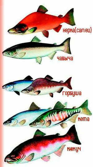 Какие бывают виды красной рыбы. Рыба семейства лососевых чавыча. красная рыба виды. красная рыба виды названия. лососевые рыбы названия.