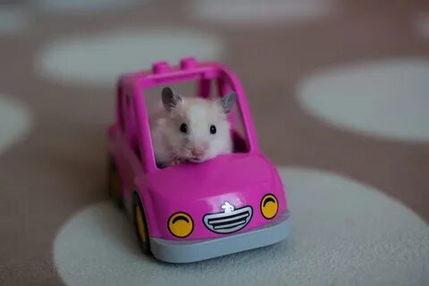 Машина хомяк