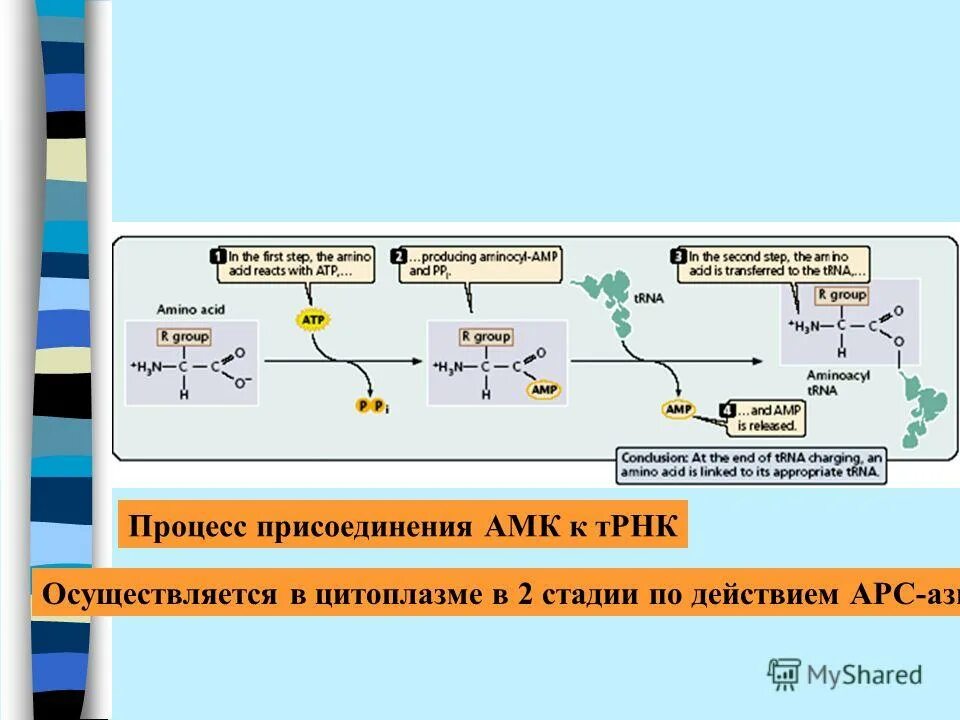 Трансляция при биосинтезе белка осуществляется в ядре. Трансляция при биосинтезе белка осуществляется в ядре