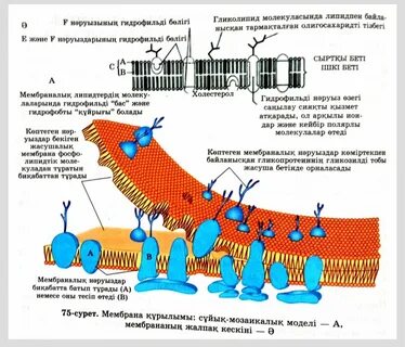 Жасырын камераның жақын пландағы фотосы