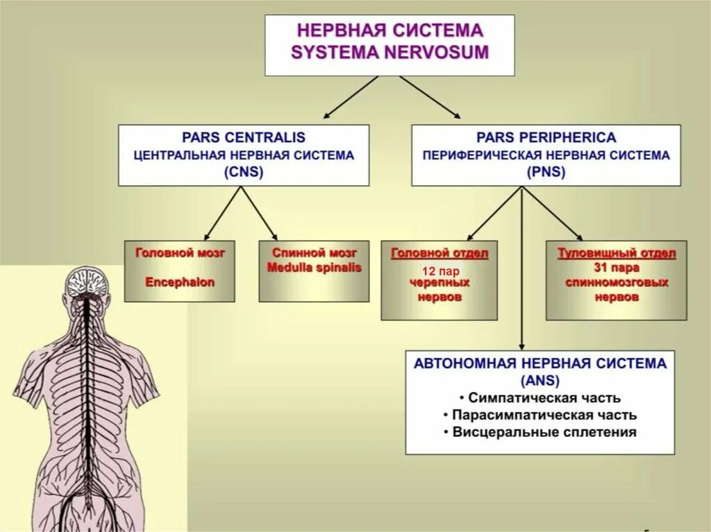 1 функции нервов. Основные отделы нервной системы и их функции. Нервная система строение и функции нервной системы. Функции нервной системы человека 8 класс кратко. Нервная система таблица ЦНС.