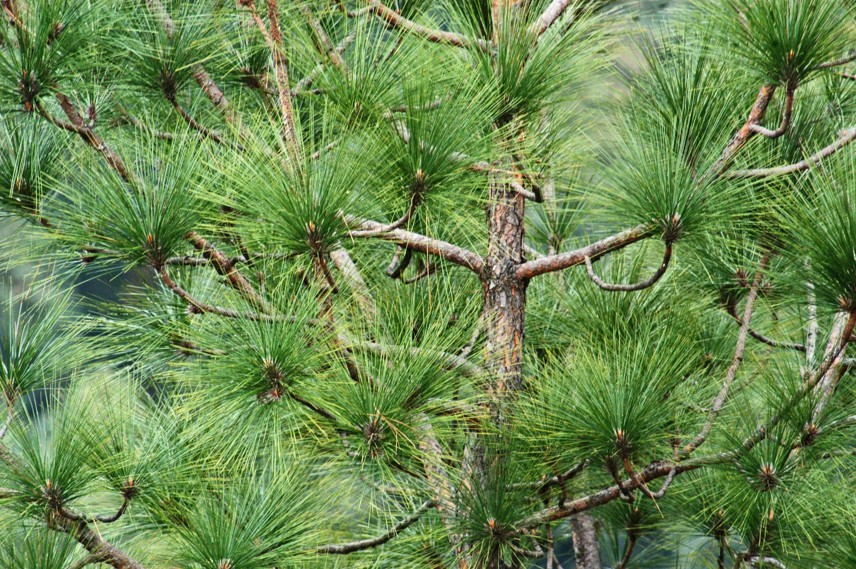 Pinus sylvestris 'argentea'. сосну в подарок. сосна новогодняя. ёлочка сосну в подарок. саженцы хвойных деревьев сосна обыкновенная.