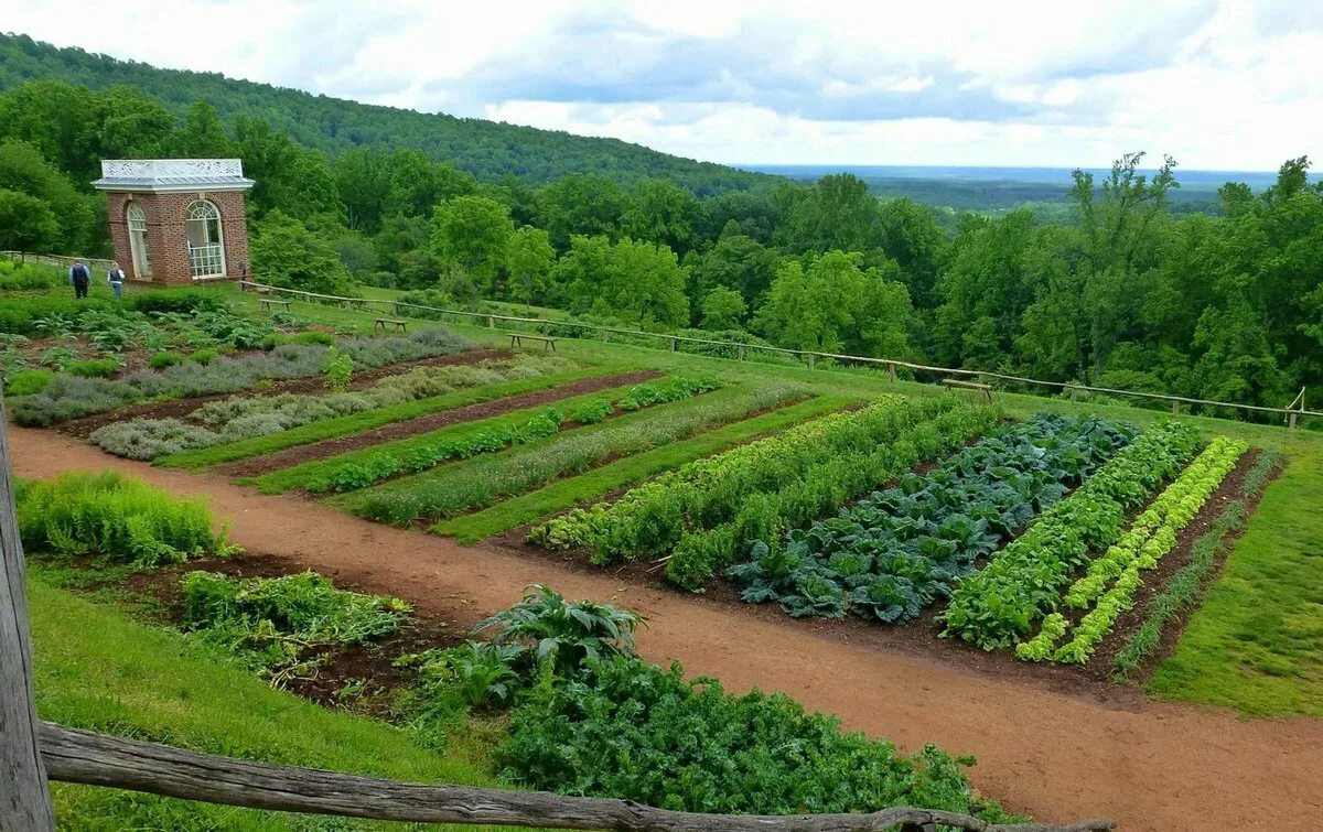 Участок для выращивания овощей