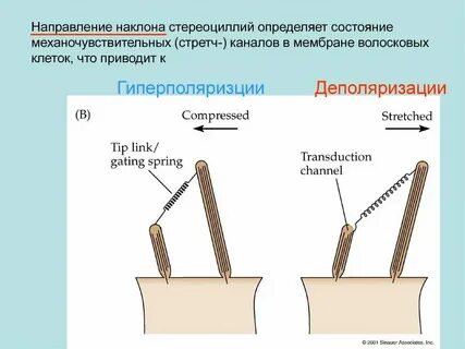 Направление работино
