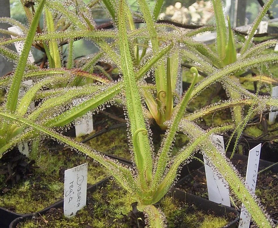 Росянка Regia. Drosera Binata. Дрозера Регия. Drosera subg Ergaleium. Contain plants