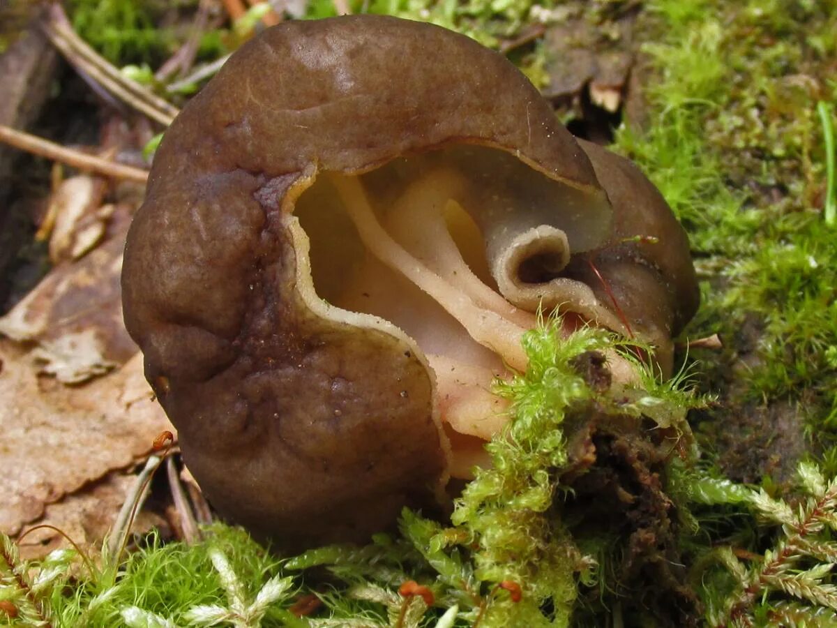 Сумчатый сморчок гриб. Строчевик круглоспоровый (Pseudorhizina sphaerospora). Блюдцевик гриб. Сумчатые сморчки. Сумчатые грибы сморчки.