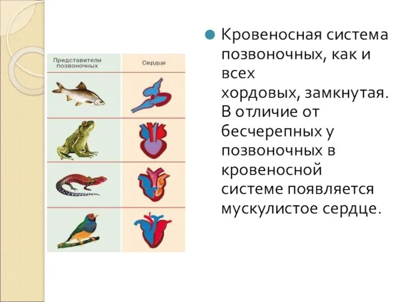 Кровеносные системы позвоночных животных таблица. Ароморфозы кровеносной системы позвоночных. Кровеносная система всех хордовых. Кровеносная система типа хордовых. Эволюция кровеносной системы хордовых.