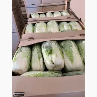 Продать капусту оптом