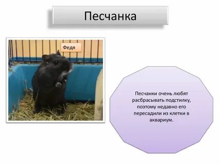 Песчанка саратовская