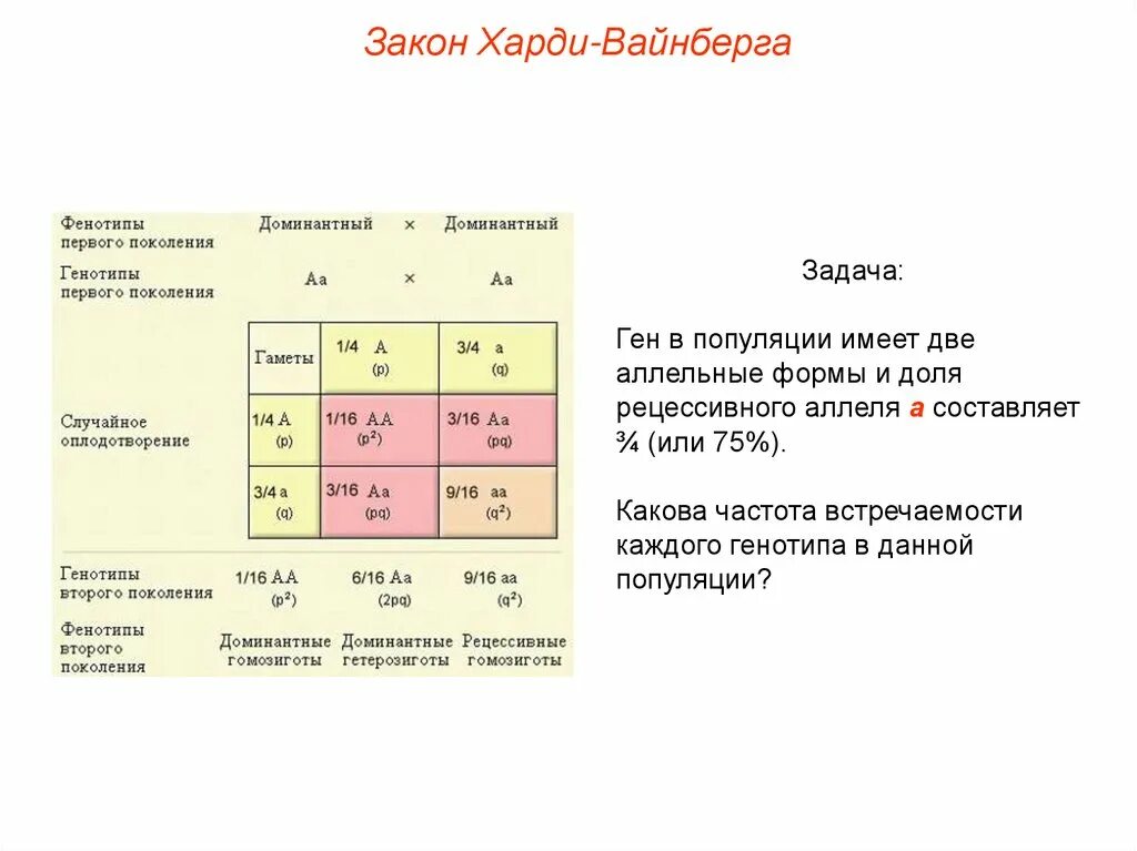 Частоты генов и генотипов. Задачи на закон Харди Вайнберга. Задачи на закон Харди-Вайнберга с решением. Задачи по генетике популяций. Задачи на закон Харди Вайнберга ЕГЭ.