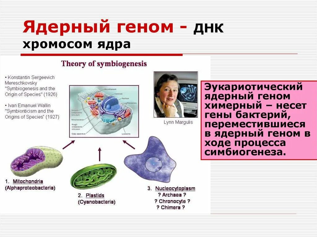 Структура генов ядерного генома человека. Митохондриальный геном растений. Формирование гибридной зоны. Ядерный геном человека. Наследование митохондриальных генов.
