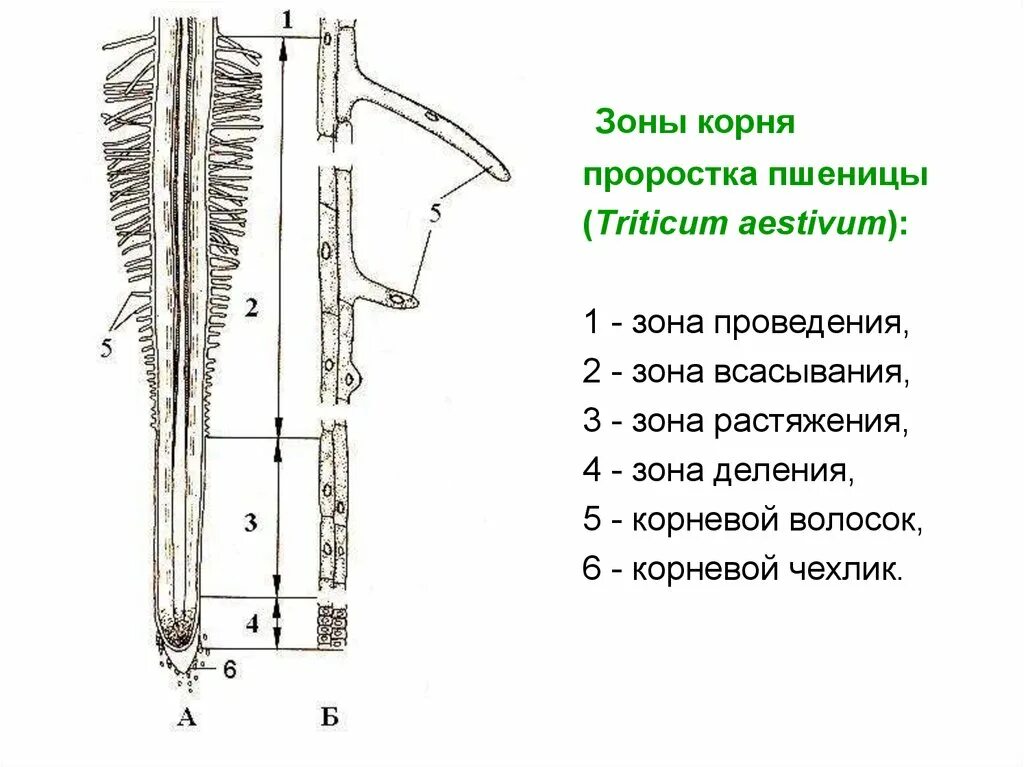 Установите последовательность роста корня. Зоны кончика корня проростка пшеницы. Строение кончика корня проростка пшеницы. Кончик корня проростка пшеницы. Зоны корня зона\.