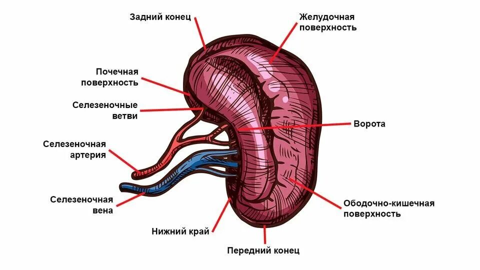 Селезенка относится к органам. Селезенка строение и функции анатомия. Селезенка положение строение функции. Схема строения селезенки иммунология. Строение селезенки анатомия животных.