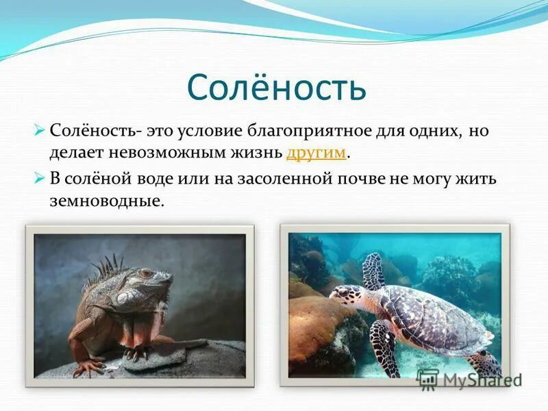 Приспособление к солености воды