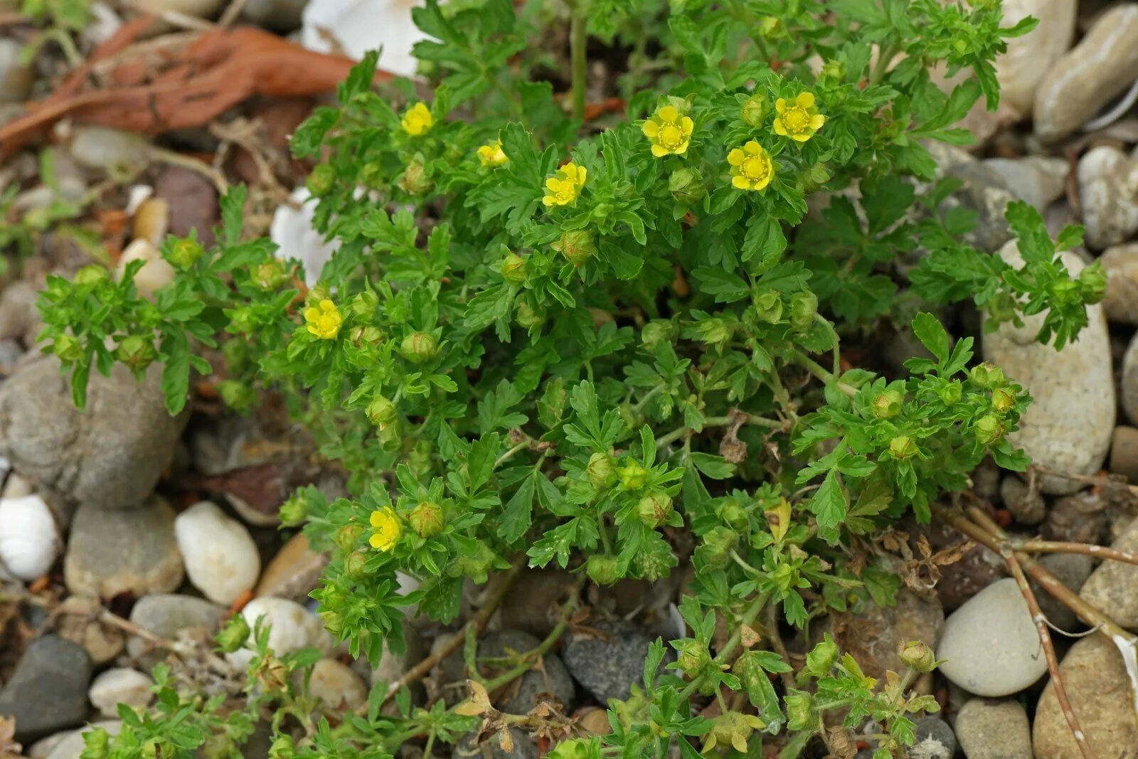 Лапчатка 4 буквы. Лапчатка крупноцветковая potentilla megalantha. лапчатка рябинколистная. лапчатка лапландская. лапчатка камнеломка.