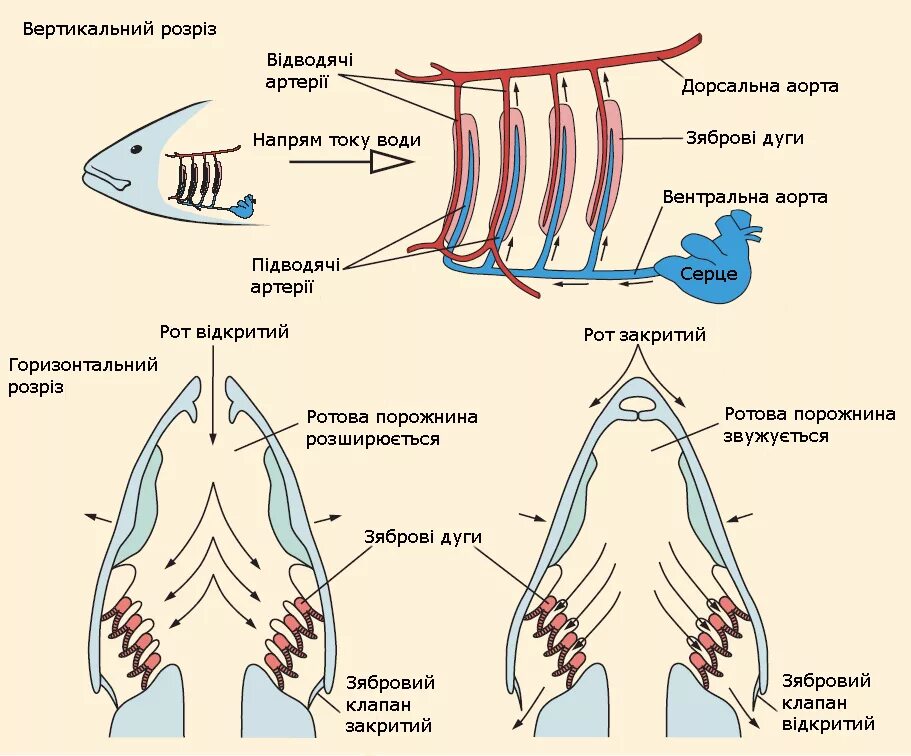 Дыхательная система акулы. Органы дыхания хрящевых. Дыхательная система акулы схема. Дыхательная система хрящевых рыб. Органы дыхания хрящевых.