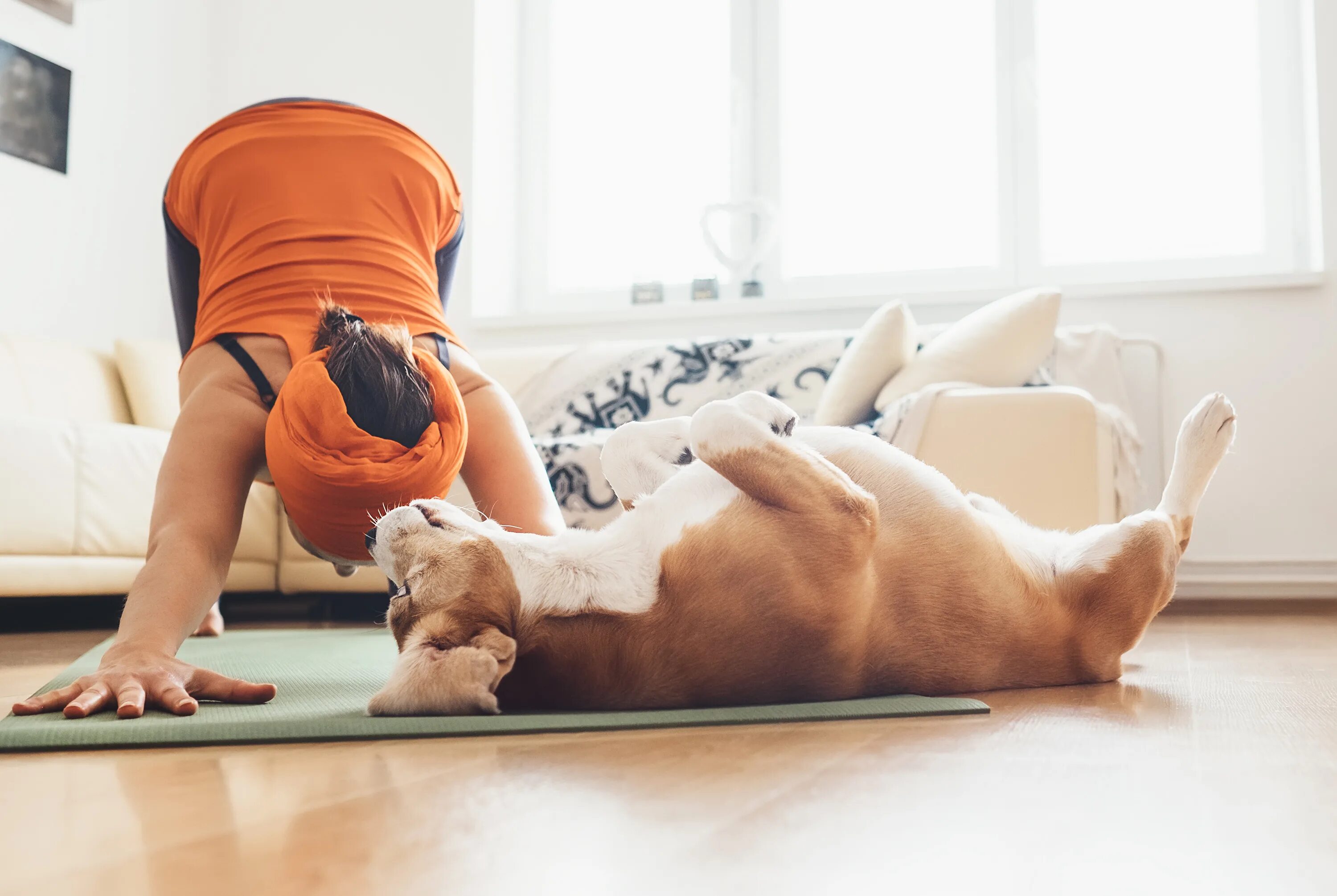 Pets at home