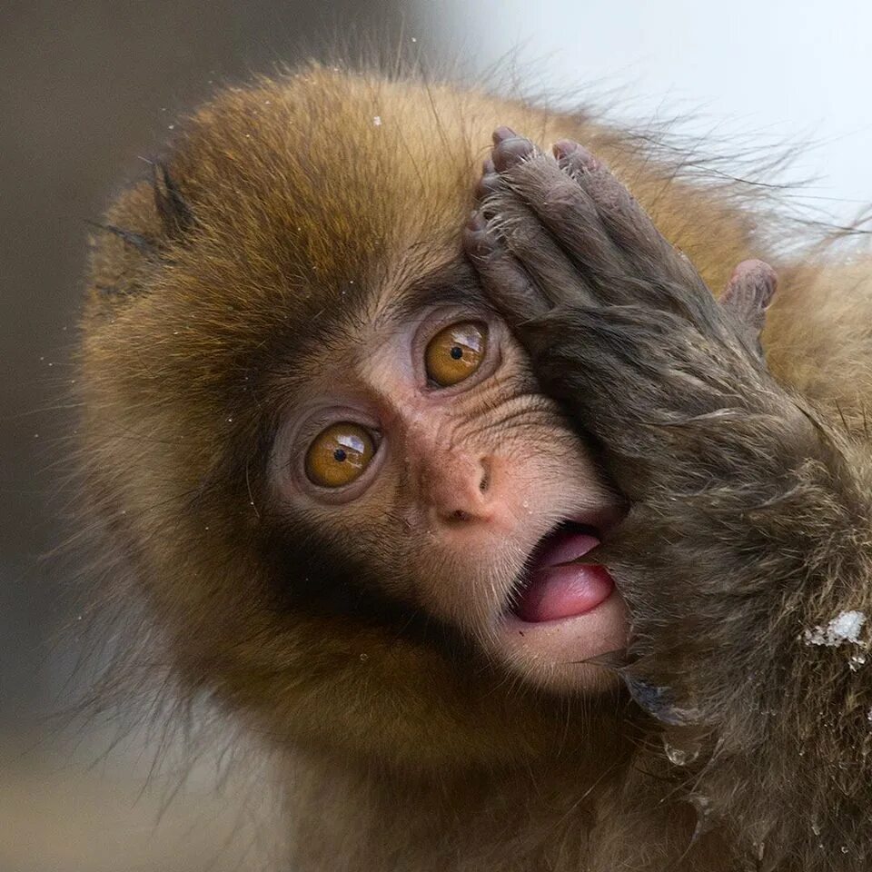 собака в шоке. удивила прикольные картинки. роберт макака. удивление животных. удивлённая обезьяна.