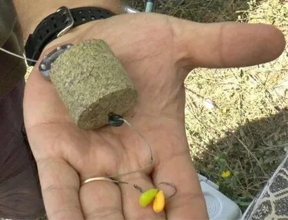 Рыбалка на сазана на что ловить