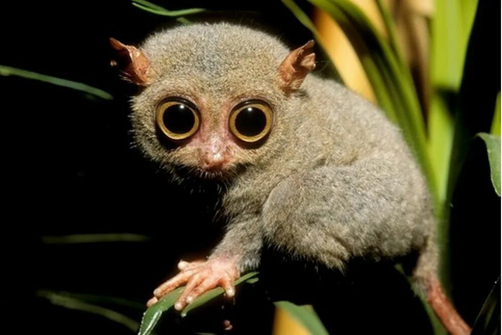 U animal. Суматранский долгопят. Мадагаскарский долгопят. Долгопят Tarsier. Пучеглазый долгопямем.