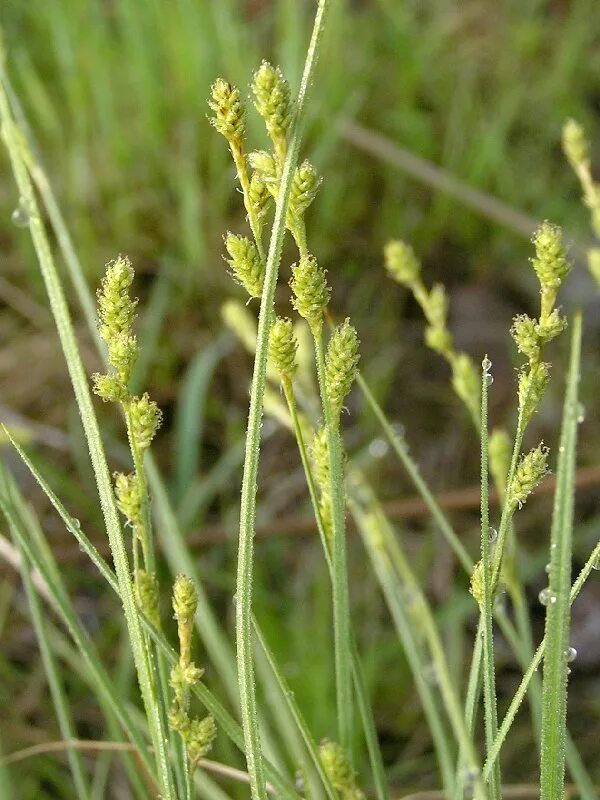 злак сеслерия голубая. овсяница майра. осока серая. осока серая. осока морроу зеленая.