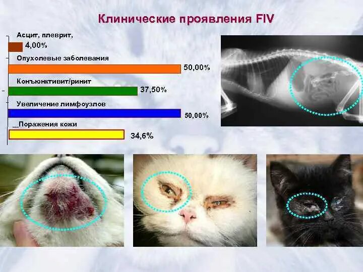 Болезни бывают кошек. Инфекционные заболевания кошек. Вирусная инфекция у кошек.