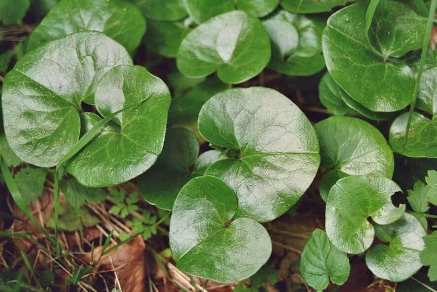 Пилея пеперомиелистная. Настурция комнатное растение. Пилея пеперомиевидная лист. Пеперомия хоуп. Пеперомия туполистная цветы.