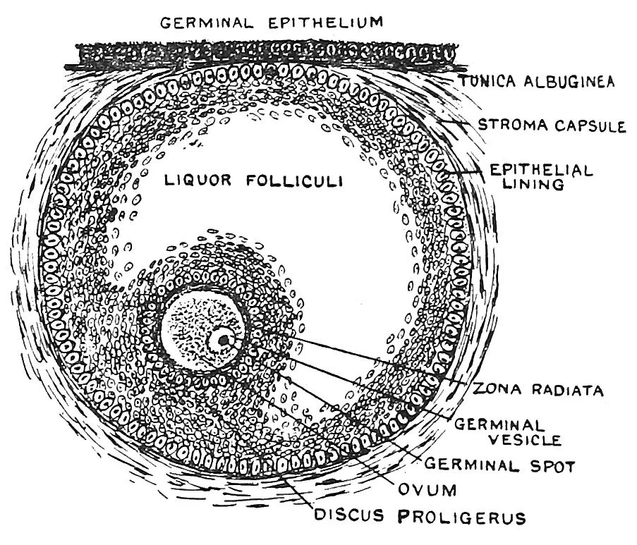 Граафов пузырек яичника. Граафов пузырек анатомия. Граафов пузырек строение гистология. Строение граафова пузырька. Граафов пузырек это фолликул.