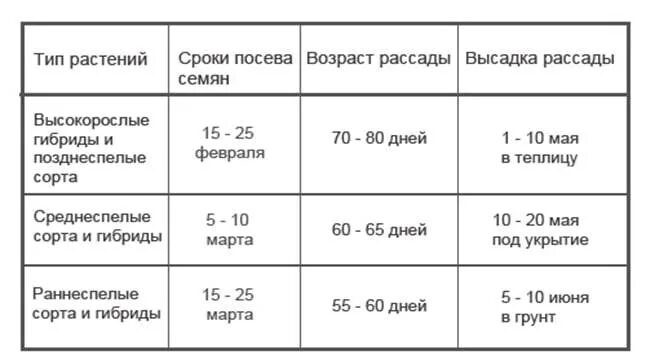 Срок высадки томатов в теплицу. Сроки высадки рассады в теплицу. Сроки посадки помидор на рассаду. Таблица высадки рассады томатов.