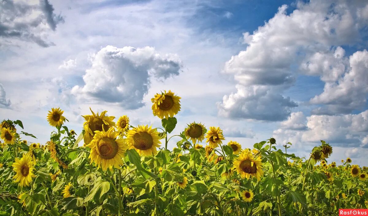 подсолнуховые поля тамбовская область. подсолнуховое поле рязань. лето в деревне. подсолнуховое поле аркаим. поле подсолнухов пмр в тирасполе.