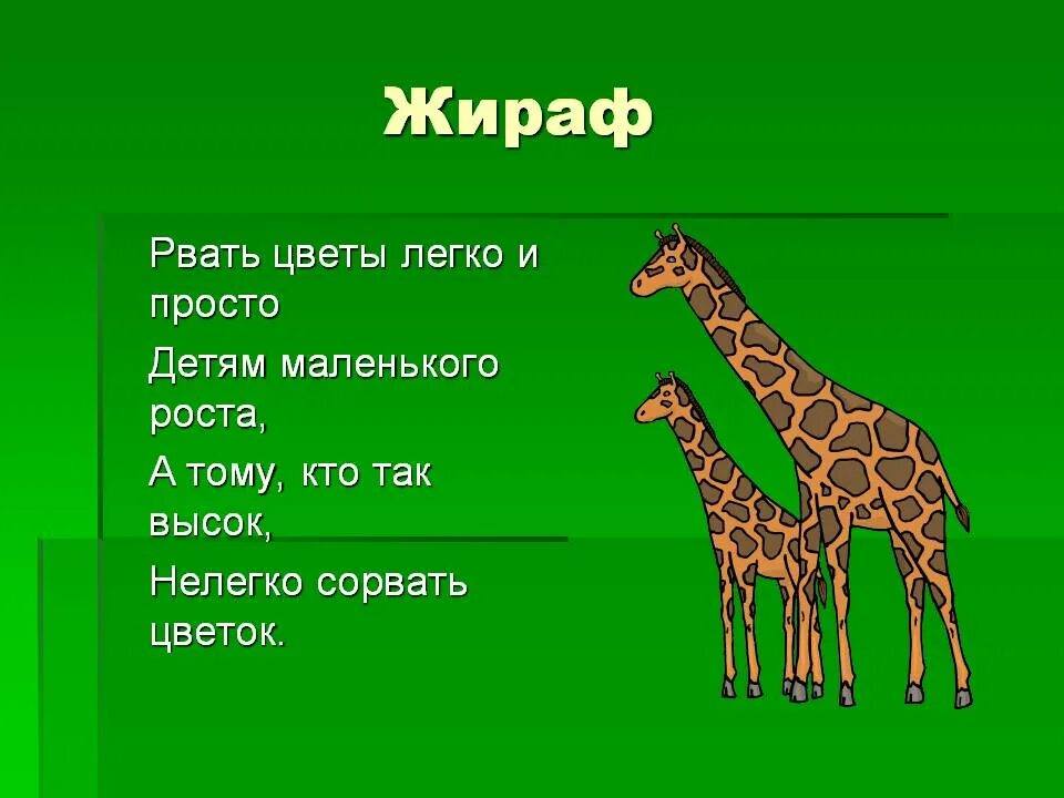 Твердые звуки в слове жирафов. Рвать цветы легко и просто детям. Загадка о жирафе. Загадка про жирафа для детей. Загадки о жирафах.