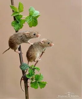Wildlife windows