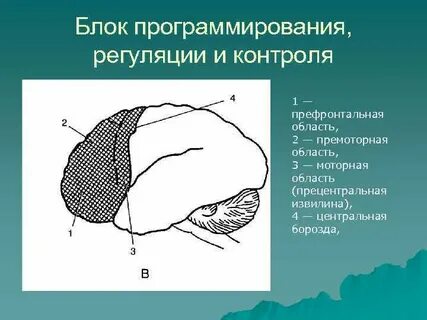 Регуляция и контроль