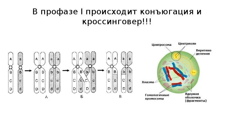 Случайное расхождение гомологичных хромосом при мейозе. Конъюгация и обмен участками гомологичных хромосом происходит в. Профаза кроссинговер Конью. Конъюгация хромосом рисунок. Конъюгация хромосом в мейозе.