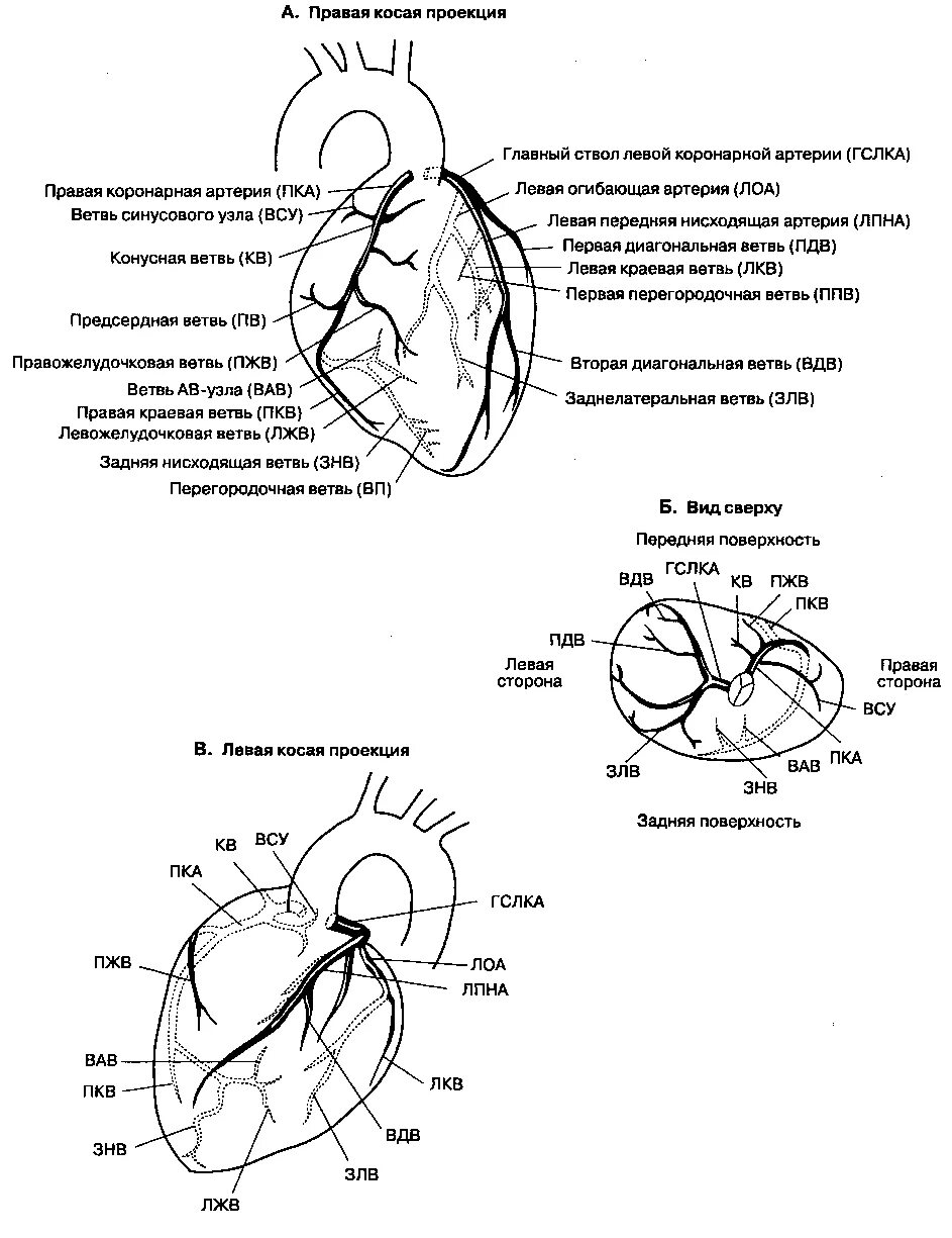 Коронарные артерии схема. Коронарные артерии сердца схема. Левожелудочковая ветвь правой коронарной артерии. Сегменты передней межжелудочковой артерии.