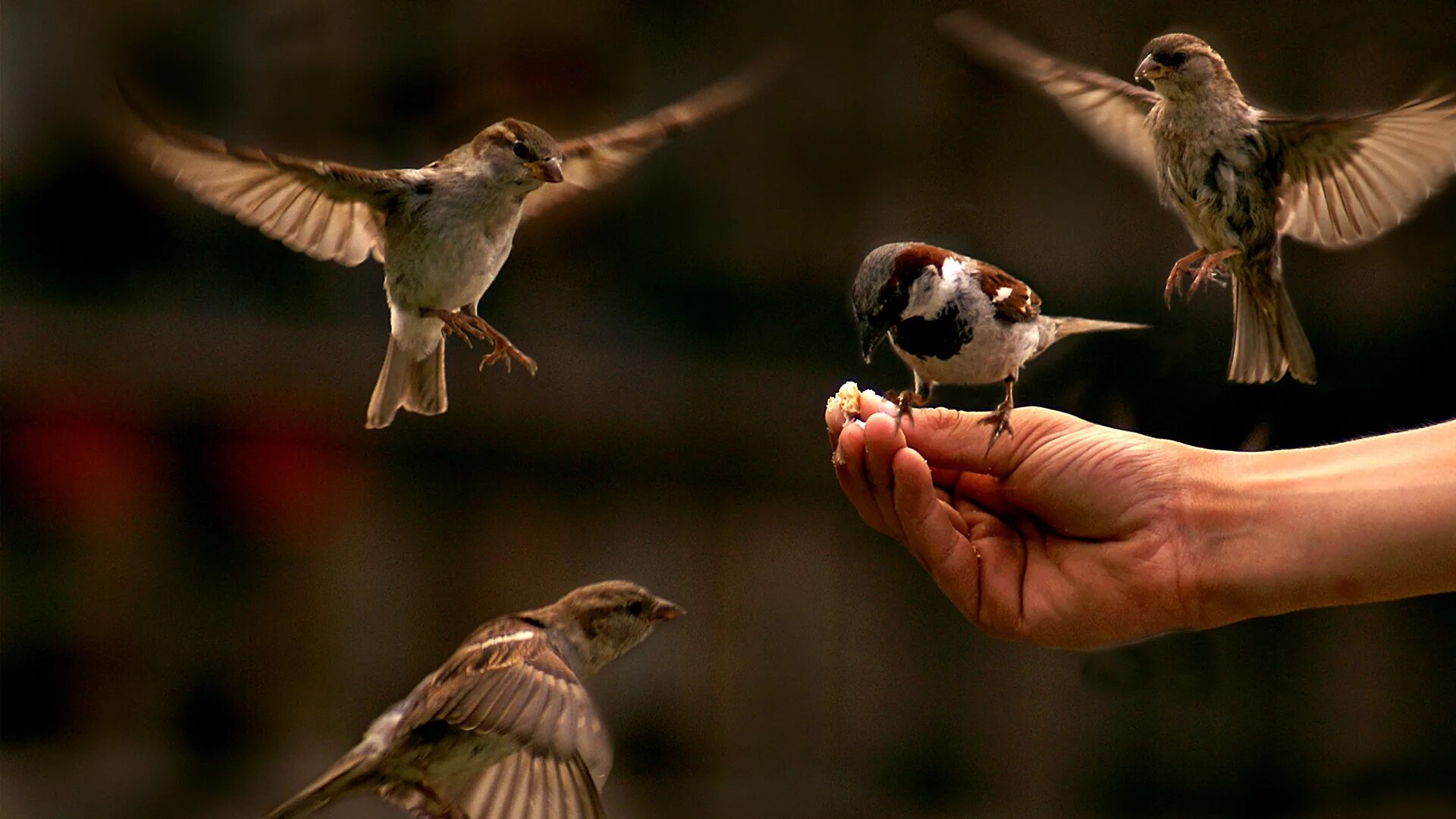 Птица клюет. Птичка на ладони. Воробей. Много птиц. Bird in hand