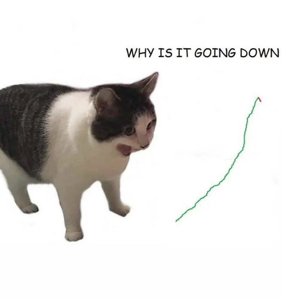 Why is it empty. Why мем. секрет кота бориса мем. why why meme.
