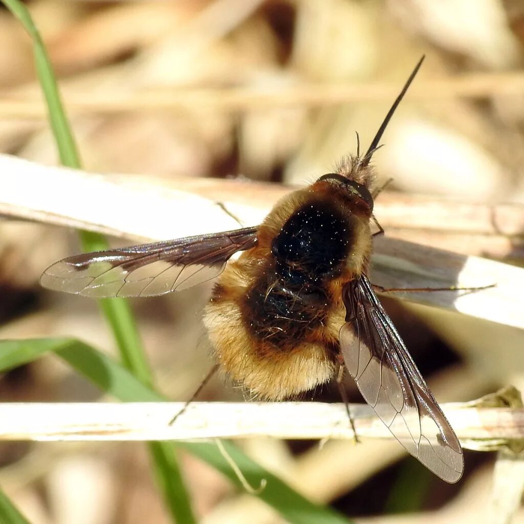 Bee fly. Жужжало большой (Bombylius Major). Bombylius Муха. Жужжало обыкновенный Bombylius. Муха жужжало.