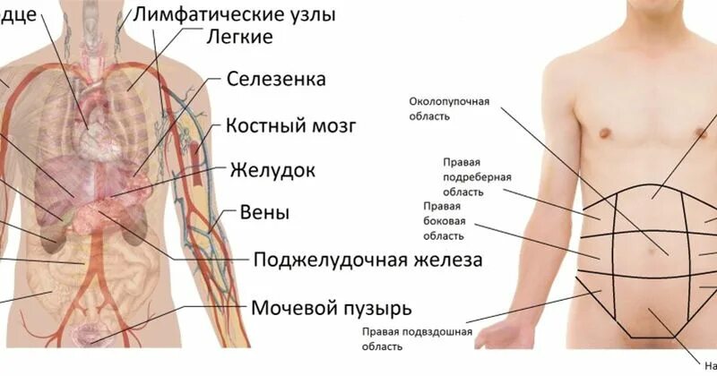 Боль под ребрами справа спереди у мужчин. Органы человека расположенные с правой стороны сбоку. Что находится в левой части живота снизу. Органы внизу живота у мужчин. Что находится с левой стороны живота снизу.